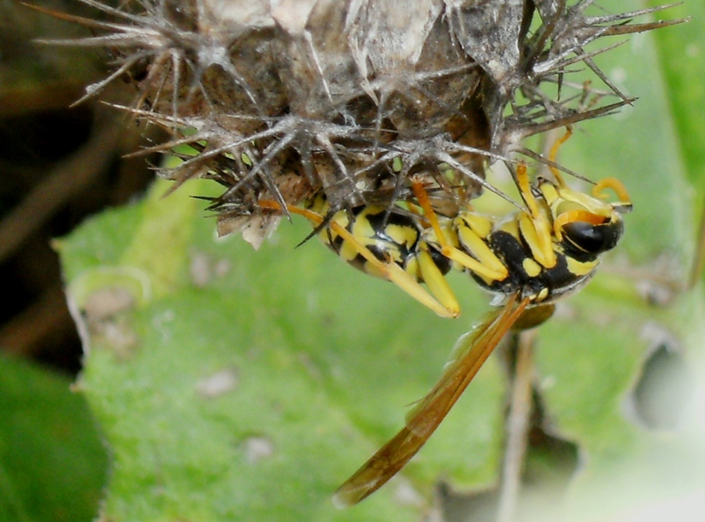 Insetti infreddoliti (Phaneroptera, Vespula, Polistes)